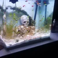 اکواریوم  مدل اکوا|ماهی|کرمان, |دیوار