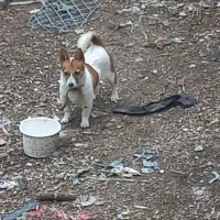 پاکوتاه بیستی