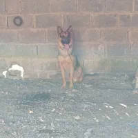 فروش سگ ژرمن منوجان