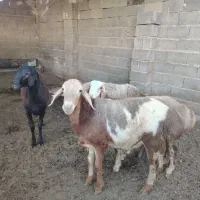 بره قوچ چینی|حیوانات مزرعه|شیراز, کفترک|دیوار