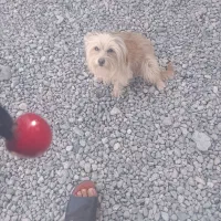 شیتزو|سگ|جیرفت, |دیوار