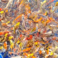 ماهی کوی آب سرد استخری و آبگرم آکواریومی