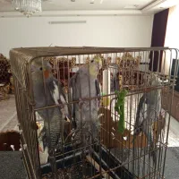 عروس هلندی هشت ماهه|پرنده|شاهرود, |دیوار