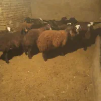 بره|حیوانات مزرعه|زالیان, |دیوار