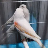 قناری نقره ای مزاییکی