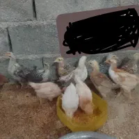 جوجه یک ماهه