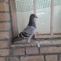 پلاکی