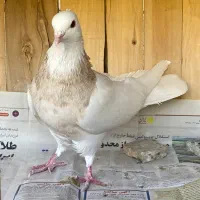 طوقی کرمانشاه|پرنده|قم, انسجام|دیوار