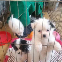 سگ شیتزو|سگ|ورامین, ورامین|دیوار