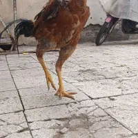 تخم مرغ لاری