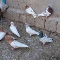 فروش کبوتر کله کاکلی|پرنده|چهاربرج, |دیوار