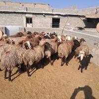 ۴۳ راس میش آبستن سنگین و بره دار|حیوانات مزرعه|شهریار, شهریار|دیوار