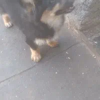 سگ‌پاکوتاه نژادپامرواشپیتز