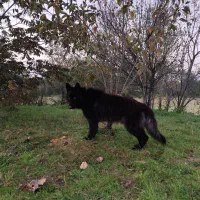 فروش سگ ژرمن بلک|سگ|لاهیجان, کوی خزر|دیوار