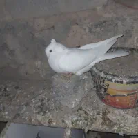 کبوتر ساعتی