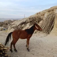 مادیان یکسال نیم درباغملک