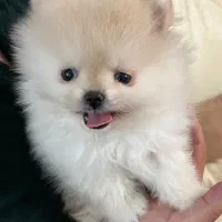 سگ پامرانین خرسی