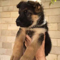 توله ماده و نر ژرمن شپرد|سگ|محمدشهر, محمدشهر|دیوار