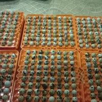 تخم نطفه دار بلدرچین|حیوانات مزرعه|خمام, |دیوار