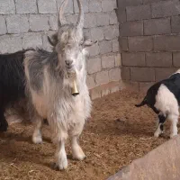 بزقاله دوبری ترکی