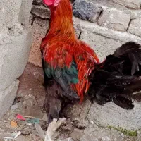 مرغ محلی . گردن لخت . خروس دورگه لاری