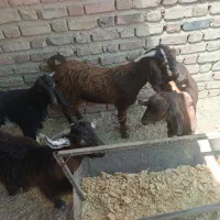 ۲۴تا تروشت چاق