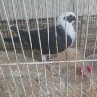 مجسمه کبوتر