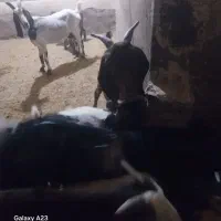 دو رس بزغاله|حیوانات مزرعه|معصومیه, |دیوار