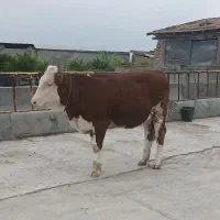 گوساله های تخمی و داشتی سیمینتال