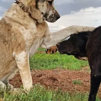 سگ افغان