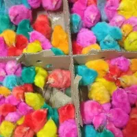 جوجه رنگی|حیوانات مزرعه|مشهد, محمدآباد|دیوار