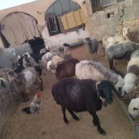 فروش ،کهره ،میش داشتی ،قوچ ،بز وغیره|حیوانات مزرعه|شهرضا, |دیوار