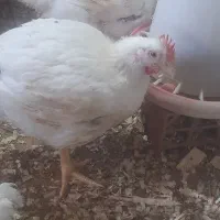 فروش مرغ گوشتی درخان ببین