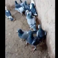 کفتر آلمانی|پرنده|تربت‌حیدریه, آسایش|دیوار