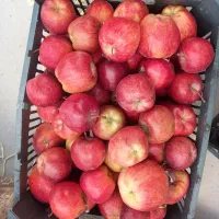 سیب درجه ۲|خوردنی و آشامیدنی|اشنویه, |دیوار