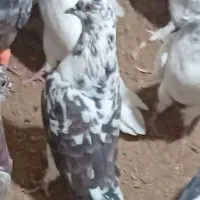 کبوتر تهرانی