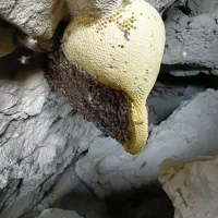 عسل کوهی