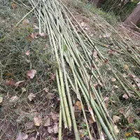 بامبو|گل و گیاه طبیعی|خشکبیجار, |دیوار