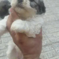 توله پاپی شیتزو|سگ|لنجان, |دیوار