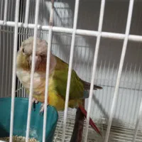 جفت گرینچیک دم تخم آماده و سالم