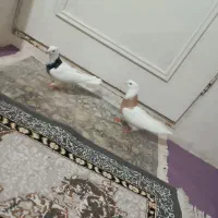 کبوتر|پرنده|یزد, |دیوار