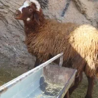 یک عدد توخلی نر درشت افشار برای توخملوخ