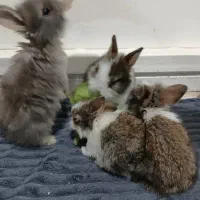 خرگوش لوپ خانگی