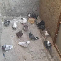 کفتر|پرنده|کهک, |دیوار