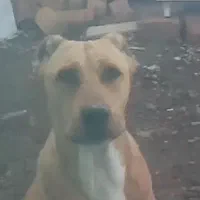 سگ نژاد دار|سگ|مشهد, طبرسی شمالی|دیوار