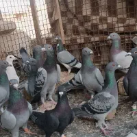 کفتر جوجه پلاکی|پرنده|شیراز, پانصد دستگاه ارتش|دیوار