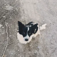 سگ پا کوتاه ماده