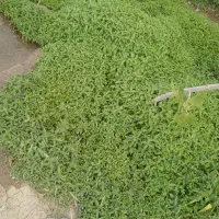 نعنا