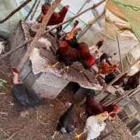 اردک و مرغ محلی،همه دورگ گوشتی