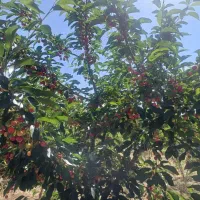 باغ|فروش زمین و ملک کلنگی|الیگودرز, |دیوار